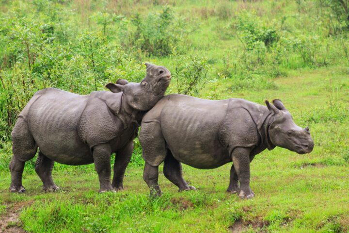 Kaziranga National Park, Assam - A Comprehensive Guide